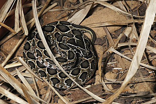 Kettenviper