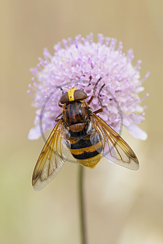 Hornissenschwebfliege