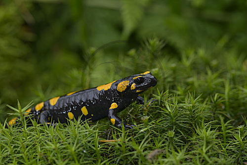 Feuersalamander