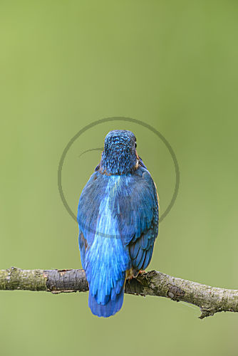 Eisvogel
