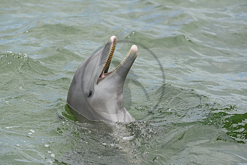 Delfin