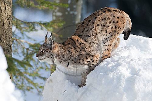 Eurasischer Luchs