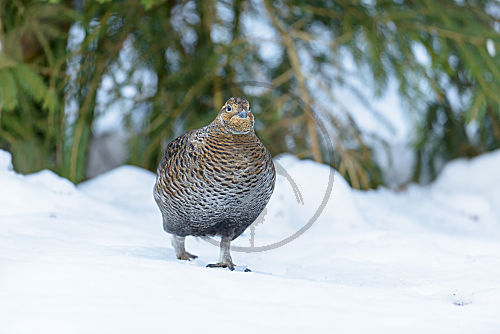 Weibliches Birkhuhn