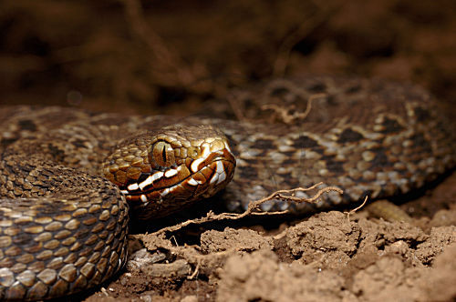Kenya-Bergotter