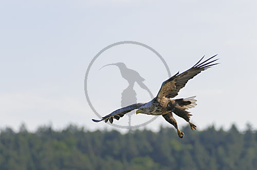 Seeadler