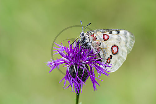Roter Apollofalter