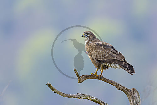Mäusebussard