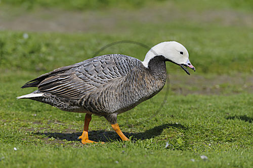 Kaisergans