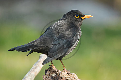 Amsel
