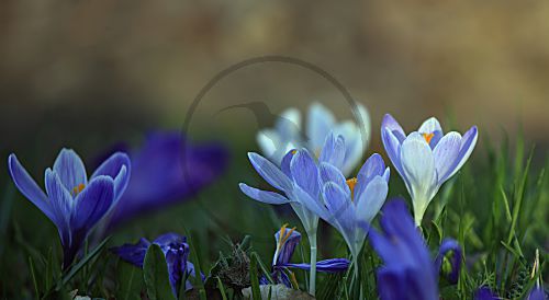 Krokus