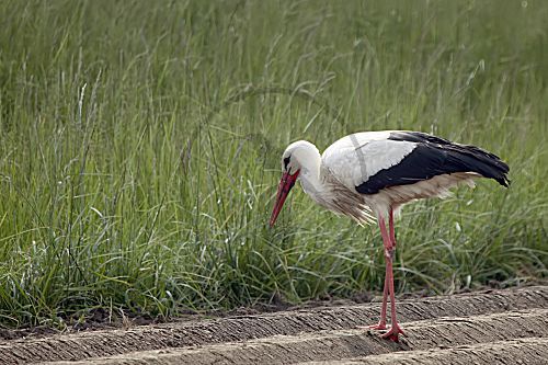 Weißstorch