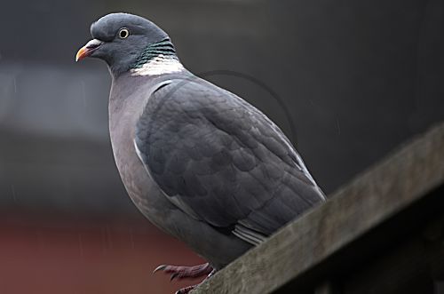 Ringeltaube