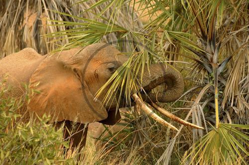 Elefant