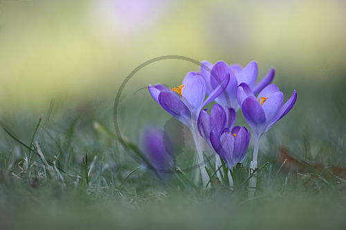 Krokus