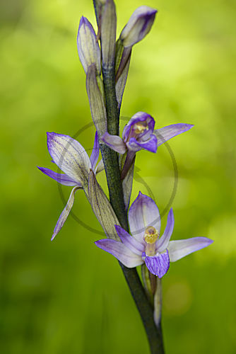 Violetter Dingel