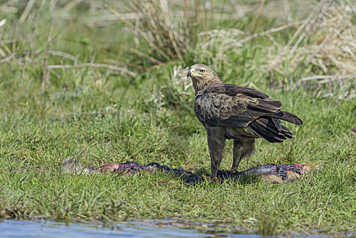 Schreiadler