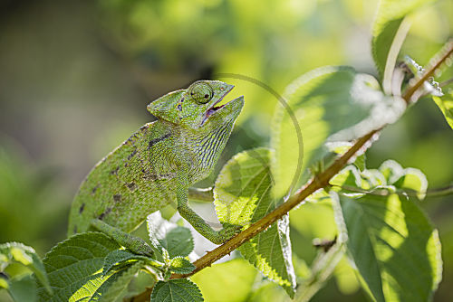 Europaeisches Chamaeleon
