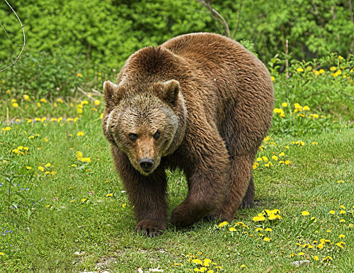 Braunbär