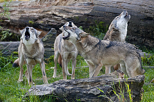 Europäischer Wolf