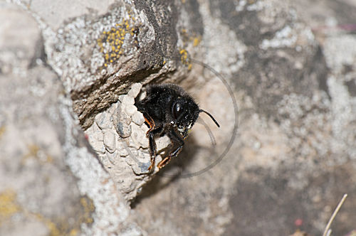 Mörtelbiene