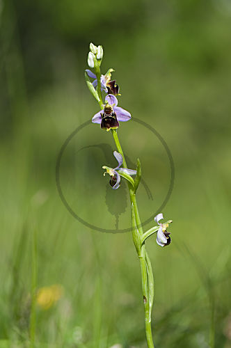 Hummel-Ragwurz,
