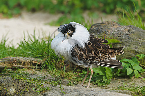 Kampfläufer Männchen