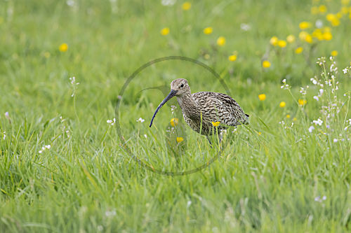 Grosser Brachvogel