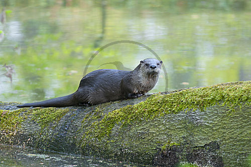 Europaeischer Fischotter