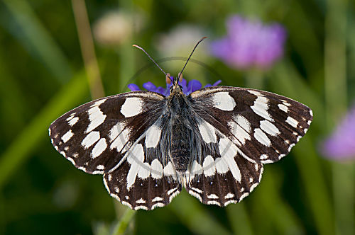 Schachbrettfalter