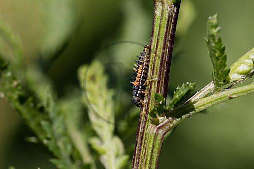 Schmetterlingsraupe