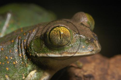 Waldsteigerfrosch