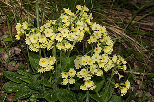 Wald-Schlüsselblume