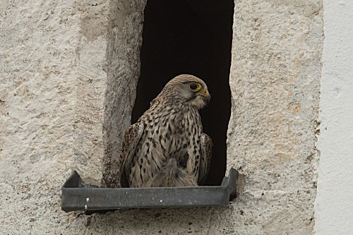 Turmfalke