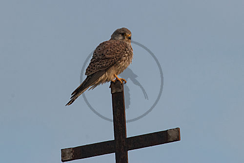 Turmfalke