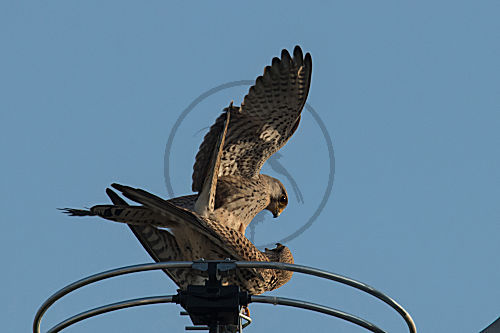 Turmfalke