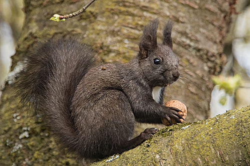 Eichhörnchen