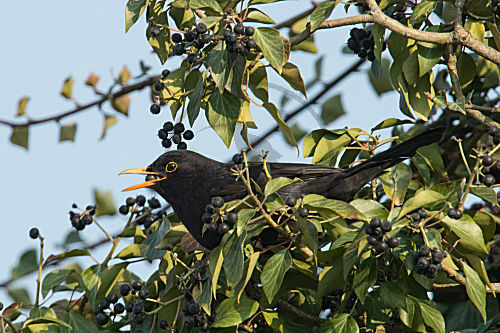Amsel