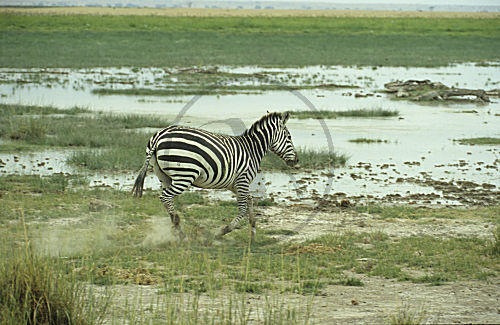 Zebra
