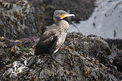 Kormoran