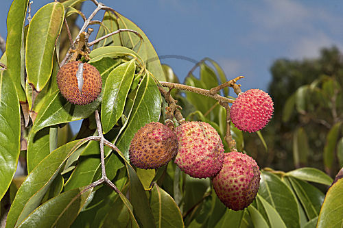 Litschi