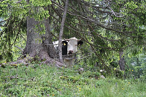 Kuh auf der Alm