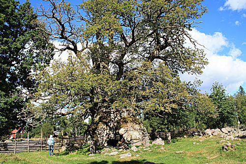 Tausendjährige Eiche Schweden