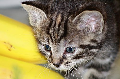 Europäische Kurzhaarkatze