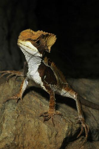 Hernandez Helmleguan