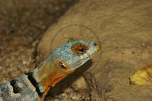 Blauer Felsenleguan