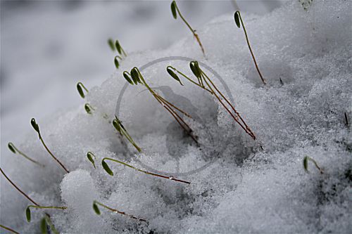 Kurzbüchsenmoos im chnee