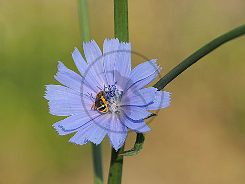 Braunbürstige Hosenbiene auf Zichorienblüte