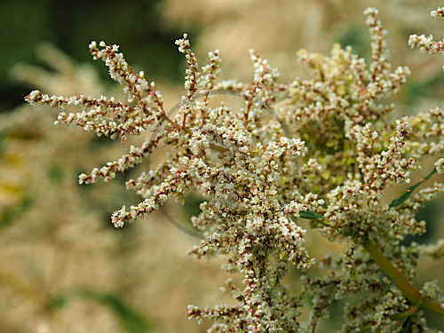 Blüten Bergknöterich