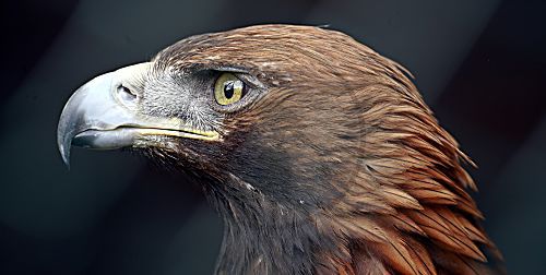Steinadler