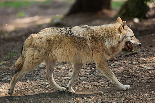 Wolf